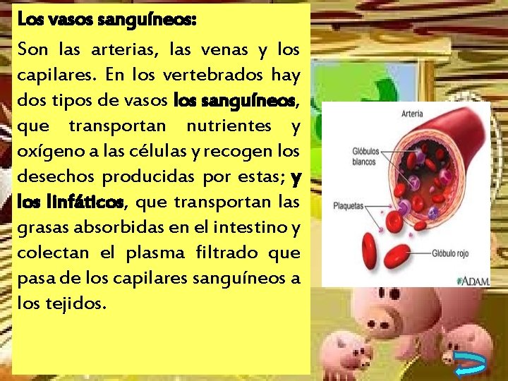 Los vasos sanguíneos: Son las arterias, las venas y los capilares. En los vertebrados