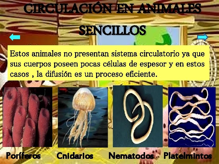 CIRCULACIÓN EN ANIMALES SENCILLOS Estos animales no presentan sistema circulatorio ya que sus cuerpos