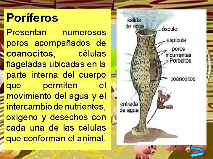 Poríferos Presentan numerosos poros acompañados de coanocitos, células flageladas ubicadas en la parte interna