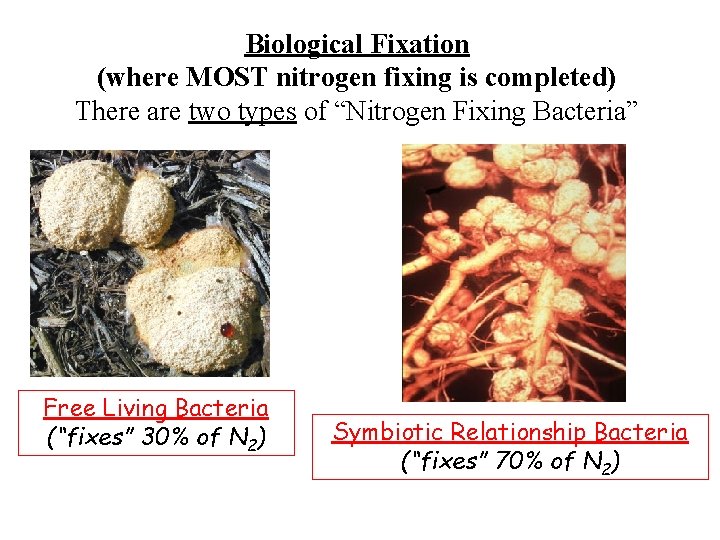 Biological Fixation (where MOST nitrogen fixing is completed) There are two types of “Nitrogen