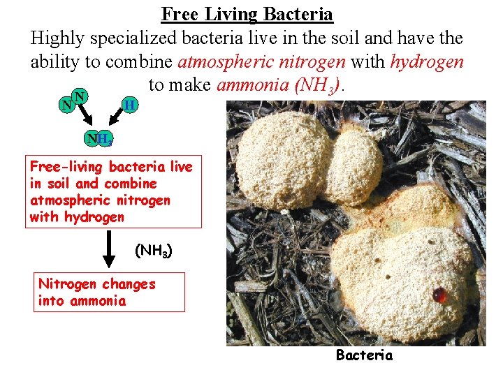 Free Living Bacteria Highly specialized bacteria live in the soil and have the ability