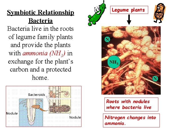 Symbiotic Relationship Bacteria live in the roots of legume family plants and provide the