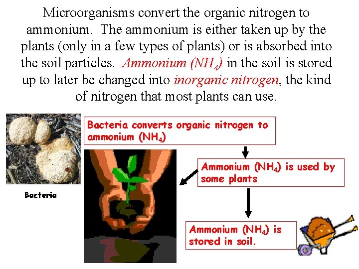 Microorganisms convert the organic nitrogen to ammonium. The ammonium is either taken up by