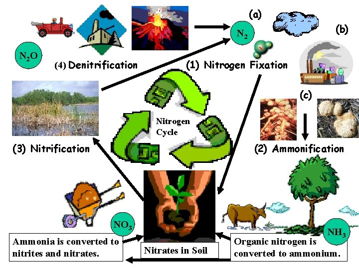 (a) (b) N 2 O (4) Denitrification (1) Nitrogen Fixation (c) Nitrogen Cycle (3)