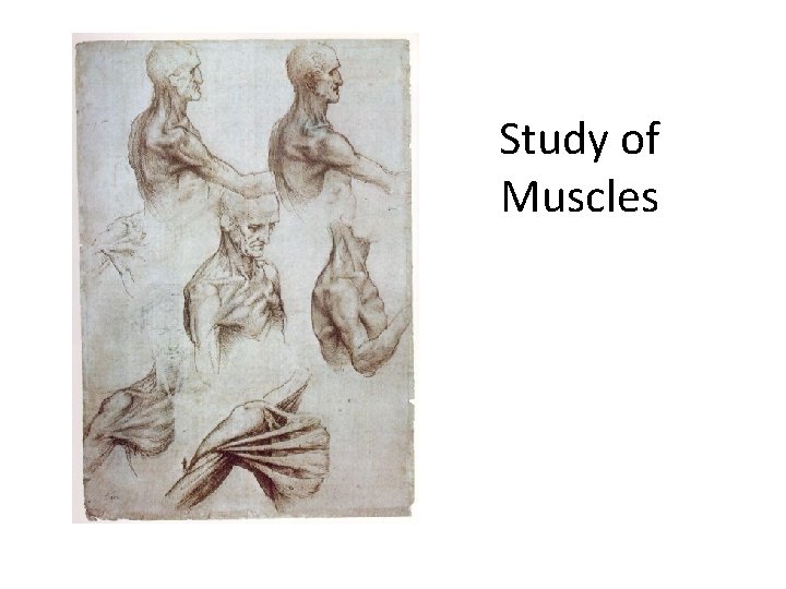 Study of Muscles 