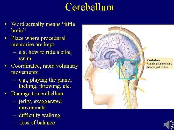Cerebellum • Word actually means “little brain” • Place where procedural memories are kept.