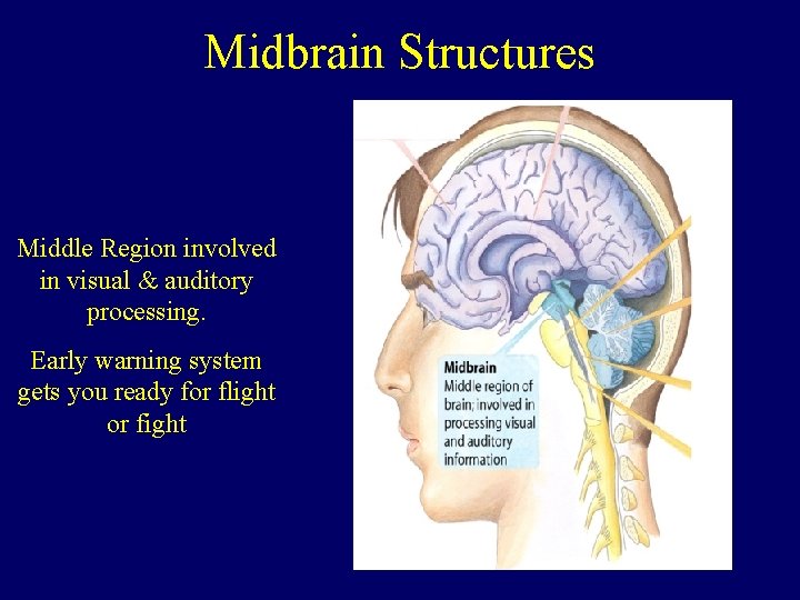 Midbrain Structures Middle Region involved in visual & auditory processing. Early warning system gets