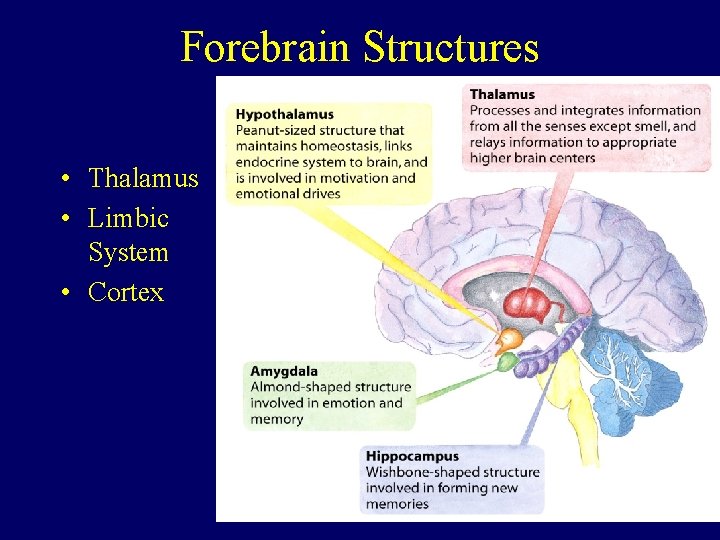 Forebrain Structures • Thalamus • Limbic System • Cortex 
