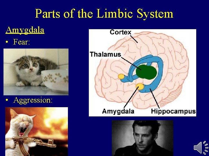 Parts of the Limbic System Amygdala • Fear: • Aggression: 