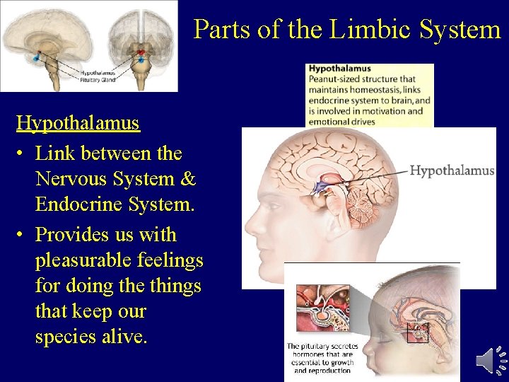 Parts of the Limbic System Hypothalamus • Link between the Nervous System & Endocrine