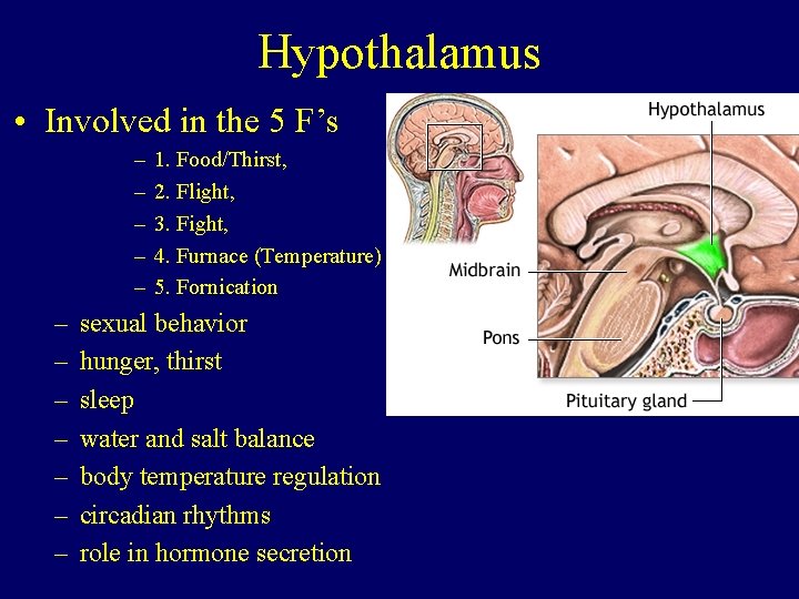 Hypothalamus • Involved in the 5 F’s – – – 1. Food/Thirst, 2. Flight,