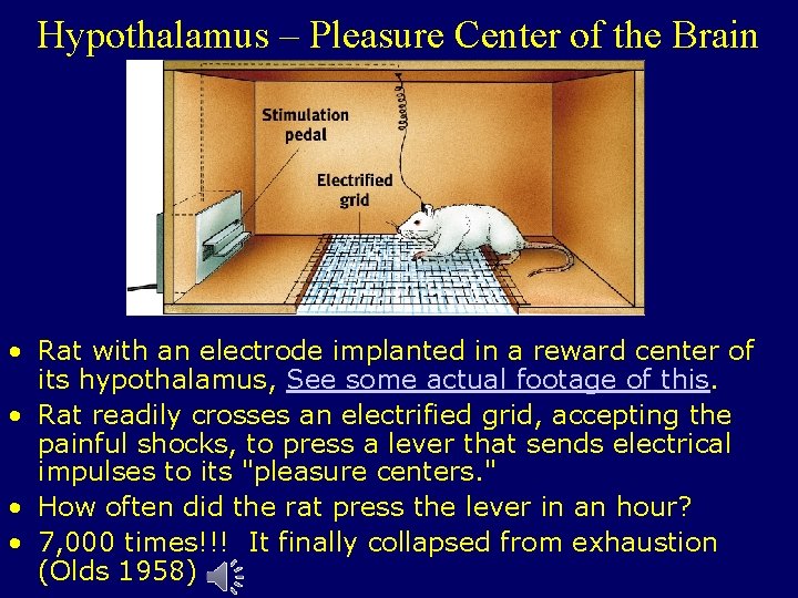 Hypothalamus – Pleasure Center of the Brain • Rat with an electrode implanted in