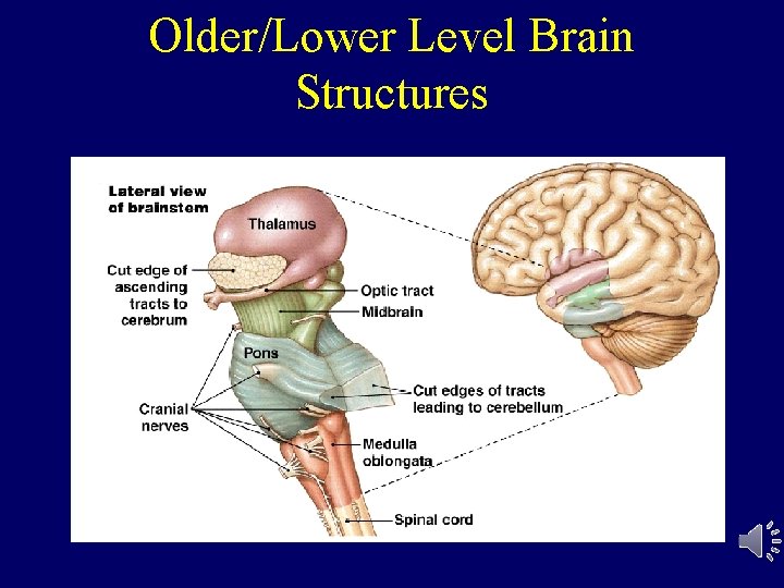 Older/Lower Level Brain Structures 