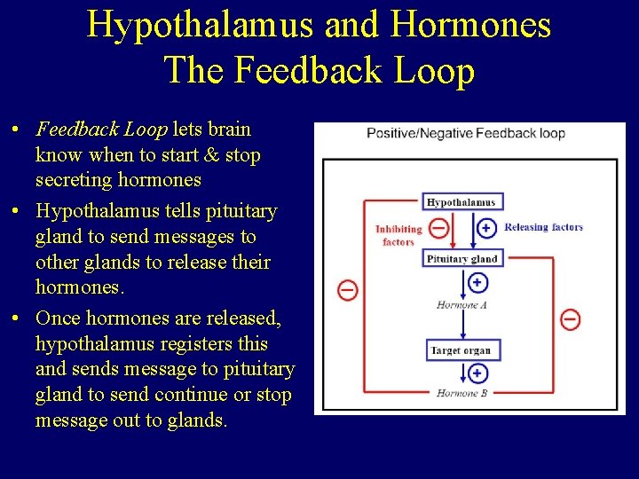 Hypothalamus and Hormones The Feedback Loop • Feedback Loop lets brain know when to
