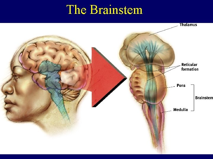 The Brainstem 