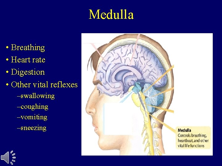 Medulla • Breathing • Heart rate • Digestion • Other vital reflexes –swallowing –coughing