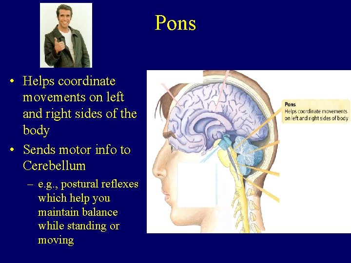 Pons • Helps coordinate movements on left and right sides of the body •