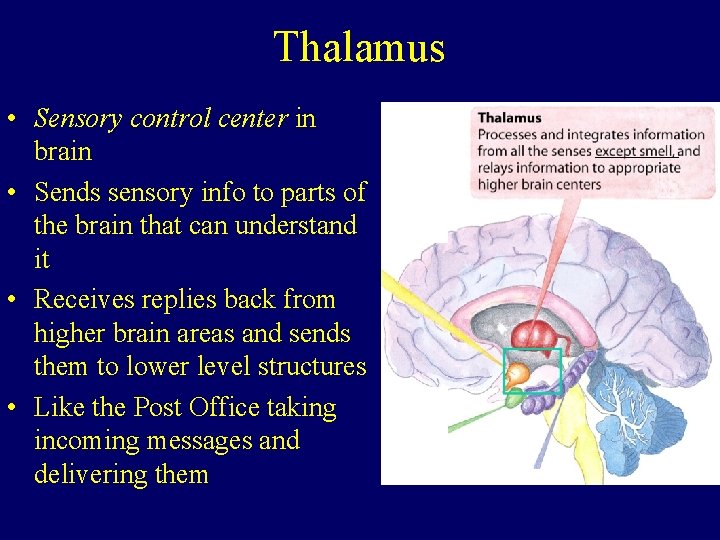 Thalamus • Sensory control center in brain • Sends sensory info to parts of