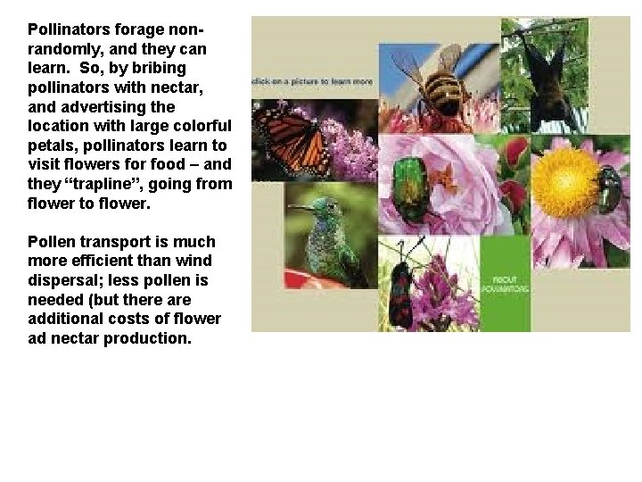 Pollinators forage nonrandomly, and they can learn. So, by bribing pollinators with nectar, and