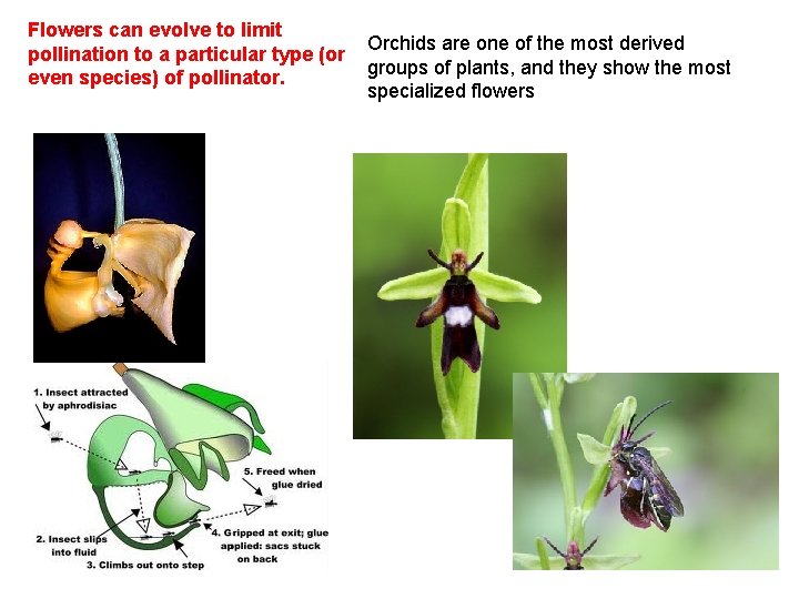 Flowers can evolve to limit pollination to a particular type (or even species) of