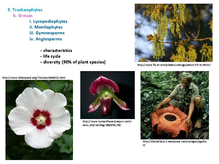 5. Tracheophytes b. Groups i. Lycopodiophytes ii. Monilophytes iii. Gymnosperms iv. Angiosperms - characteristics