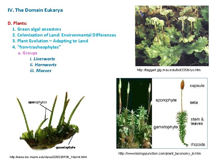 IV. The Domain Eukarya D. Plants: 1. Green algal ancestors 2. Colonization of Land: