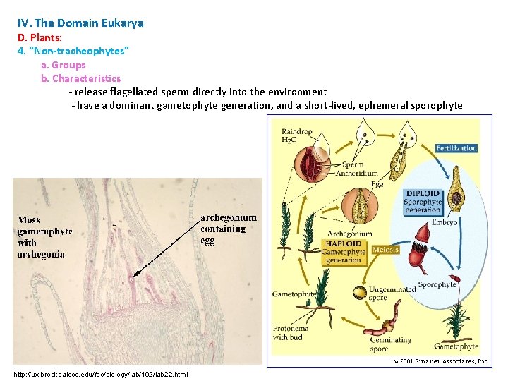 IV. The Domain Eukarya D. Plants: 4. “Non-tracheophytes” a. Groups b. Characteristics - release