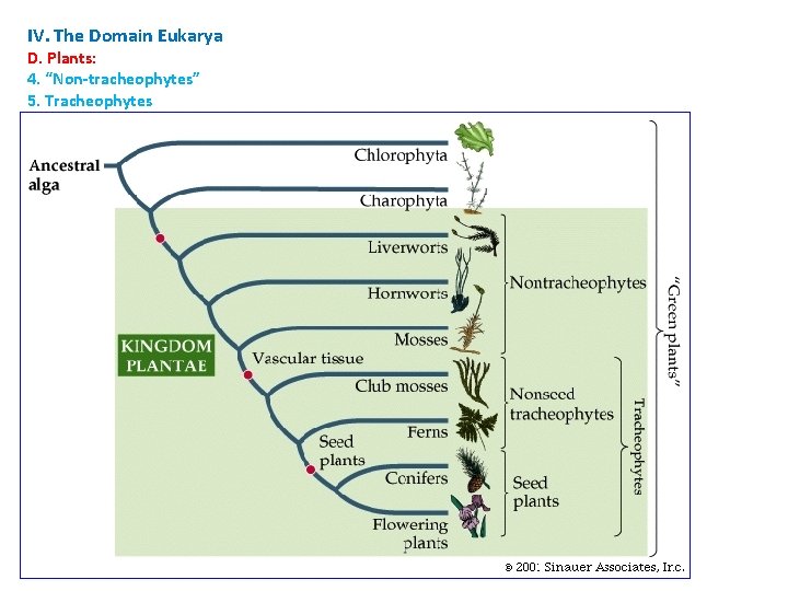 IV. The Domain Eukarya D. Plants: 4. “Non-tracheophytes” 5. Tracheophytes a. Characteristics Vascular tissue: