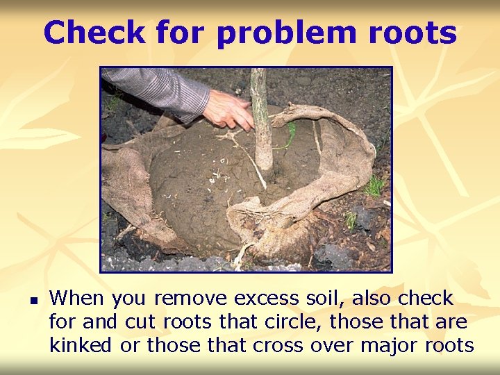 Check for problem roots n When you remove excess soil, also check for and