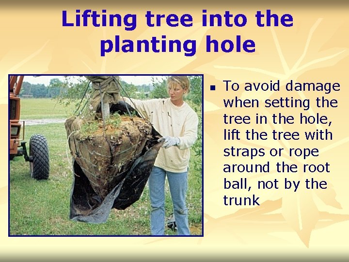 Lifting tree into the planting hole n To avoid damage when setting the tree