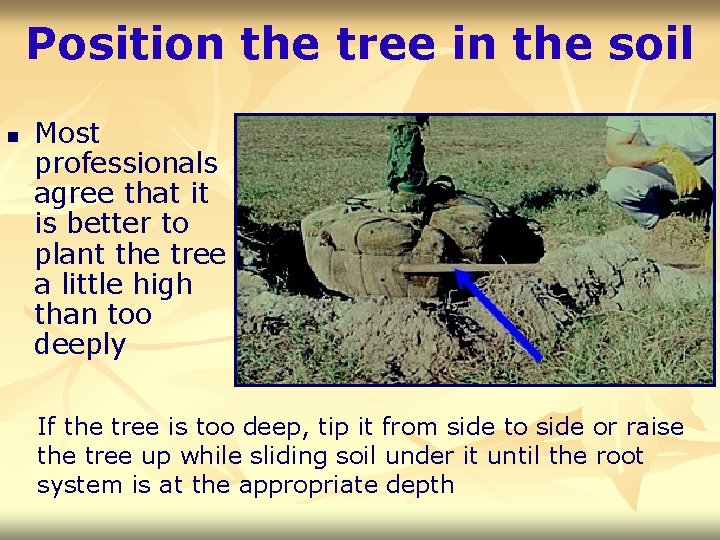 Position the tree in the soil n Most professionals agree that it is better