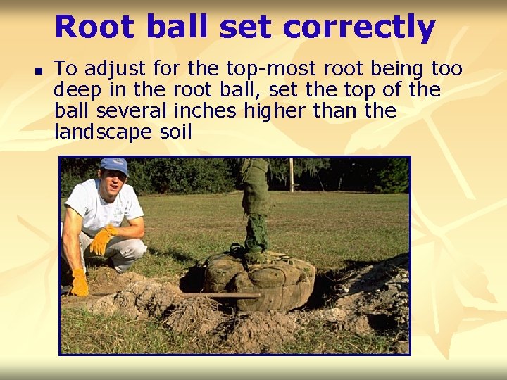 Root ball set correctly n To adjust for the top-most root being too deep