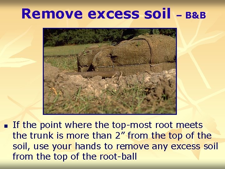 Remove excess soil n – B&B If the point where the top-most root meets