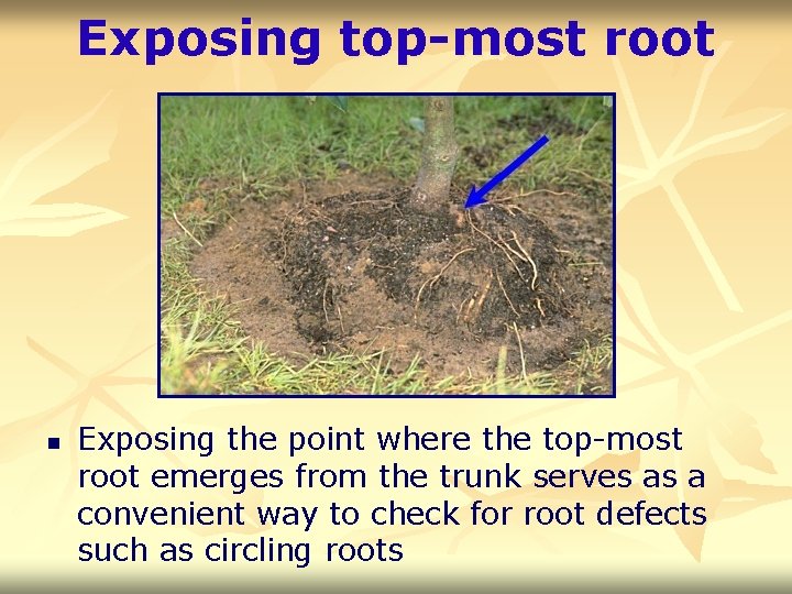 Exposing top-most root n Exposing the point where the top-most root emerges from the