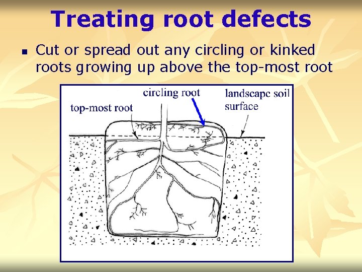 Treating root defects n Cut or spread out any circling or kinked roots growing