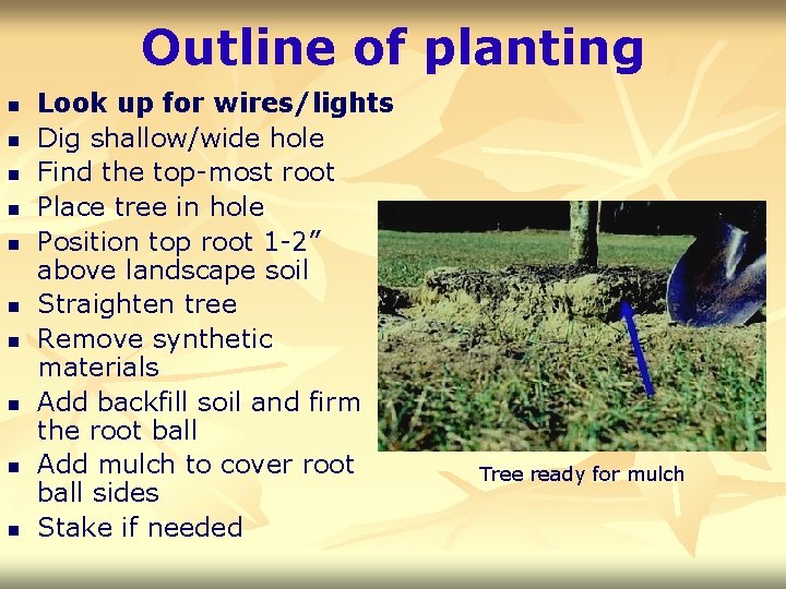 Outline of planting n n n n n Look up for wires/lights Dig shallow/wide