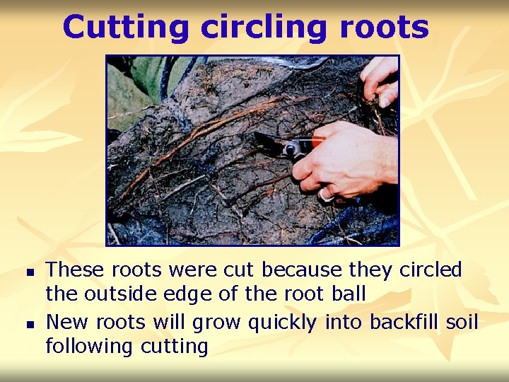 Cutting circling roots n n These roots were cut because they circled the outside