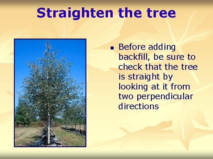 Straighten the tree n Before adding backfill, be sure to check that the tree