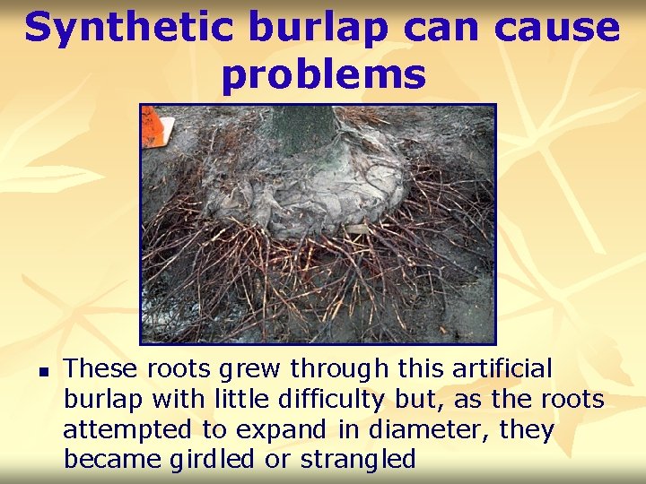 Synthetic burlap can cause problems n These roots grew through this artificial burlap with