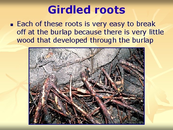 Girdled roots n Each of these roots is very easy to break off at