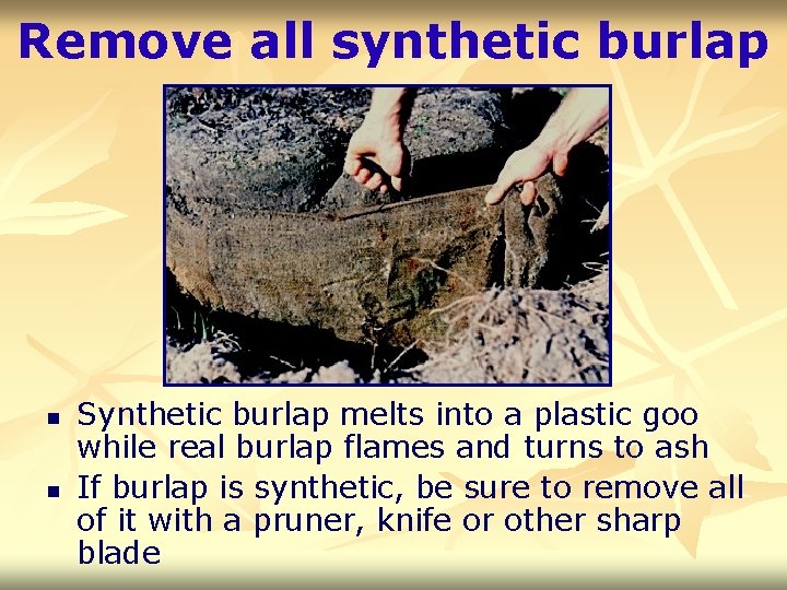 Remove all synthetic burlap n n Synthetic burlap melts into a plastic goo while