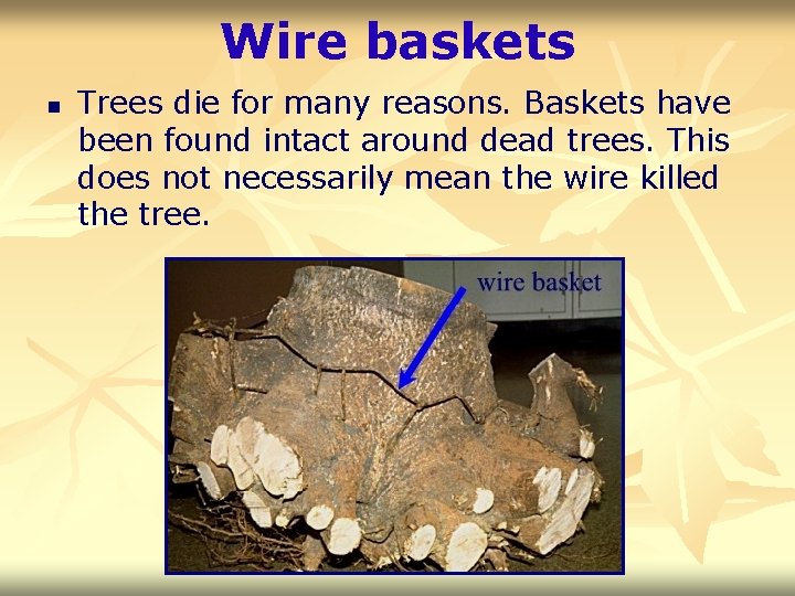 Wire baskets n Trees die for many reasons. Baskets have been found intact around