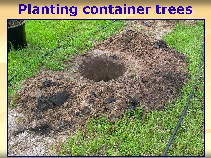 Planting container trees 