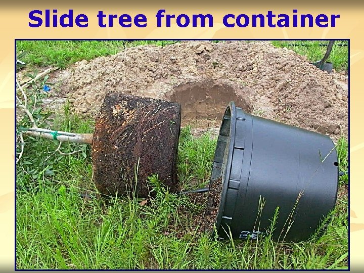 Slide tree from container 