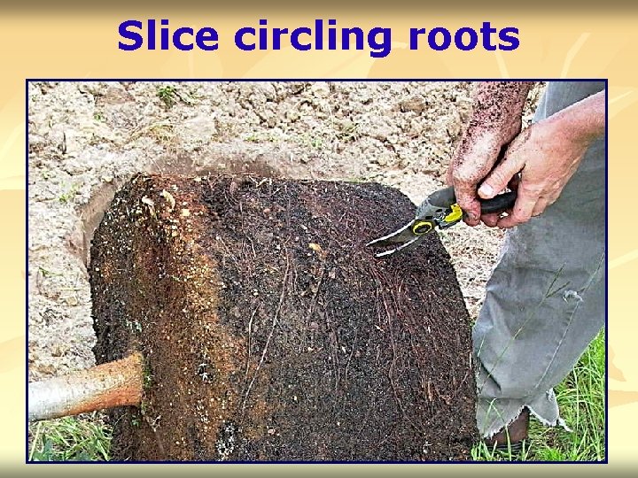 Slice circling roots 