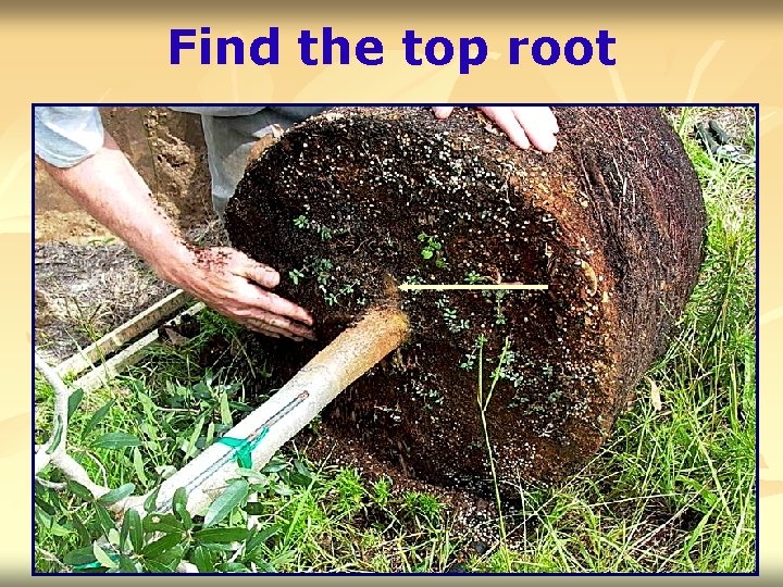 Find the top root 