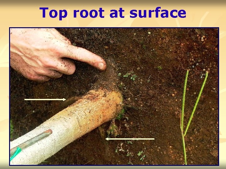 Top root at surface 