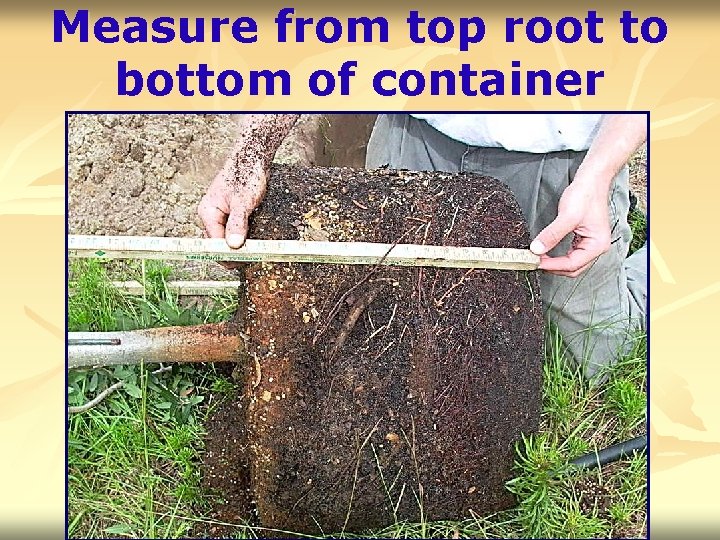 Measure from top root to bottom of container 