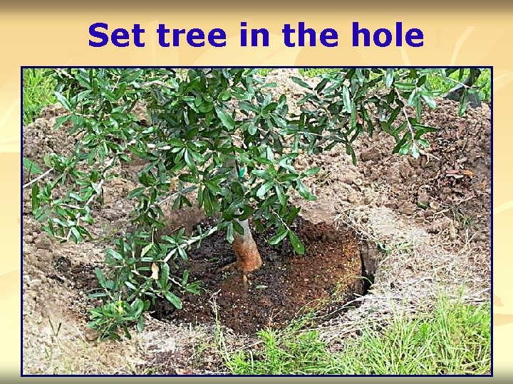 Set tree in the hole 