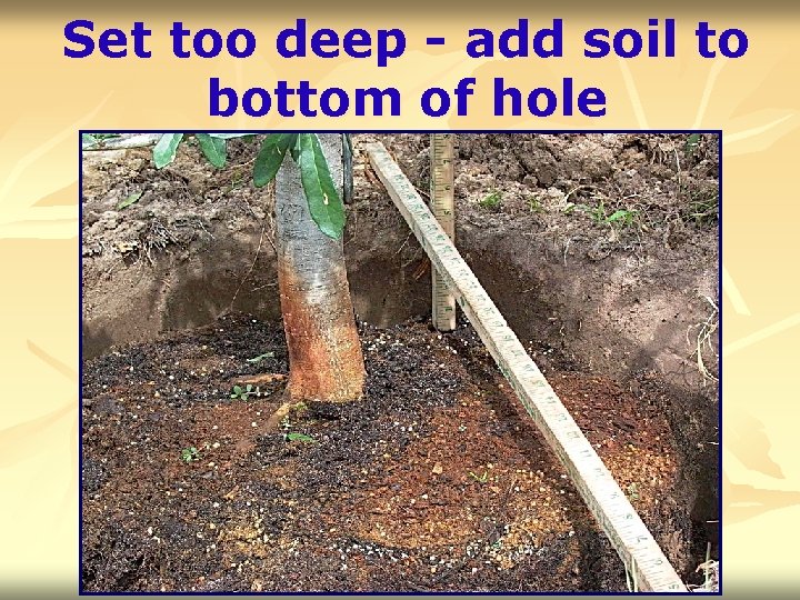 Set too deep - add soil to bottom of hole 